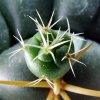 17a Coryphantha _elephantidens_ ssp.elephantidens _SB31 _07